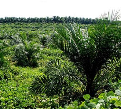North Sumatra Prepares an Oil Palm-Corn Cropping System Pattern